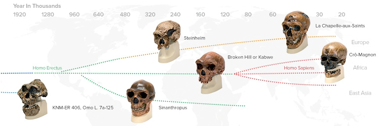 Crânios Antropológicos
