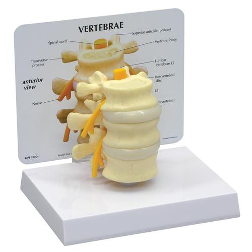 Modelo Básico das Vértebras, 1019507, Modelos de vértebras