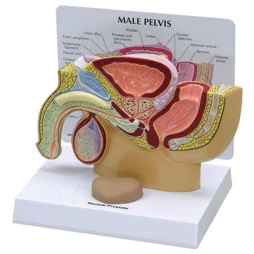 Pelve Masculina com Próstata, 1019562, Modelo de genitália e pelve