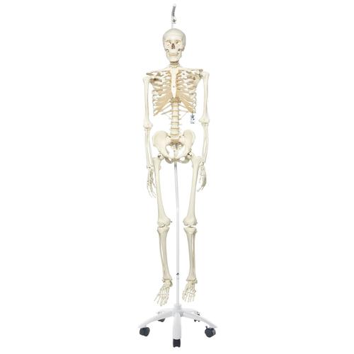 Esqueleto Stan A10/1 em suporte de suspensão de metal com 5 rolos, 1020172 [A10/1], Modelo de esqueleto - tamanho natural