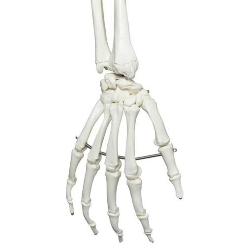 Esqueleto Stan A10/1 em suporte de suspensão de metal com 5 rolos, 1020172 [A10/1], Modelo de esqueleto - tamanho natural