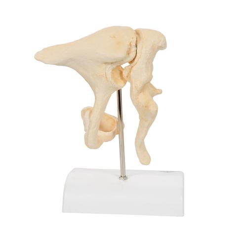 Ossículos auditivos – Ampliação 20x BONElike, 1009697 [A100], Modelos de ossos individuais