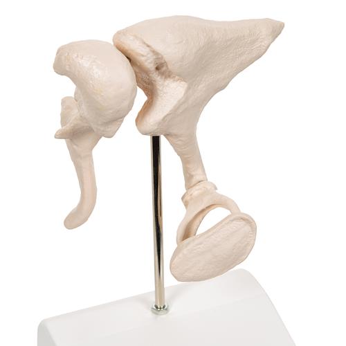 Ossículos auditivos – Ampliação 20x, 1012786 [A101], Modelos de ossos individuais