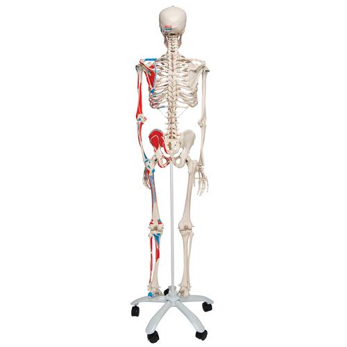 Esqueleto Max A11 com representação dos músculos, em suporte de metal com 5 rolos, 1020173 [A11], Modelo de esqueleto - tamanho natural