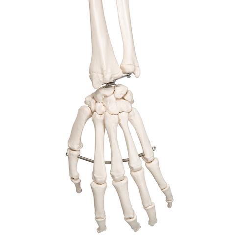 Esqueleto Leo A12 com ligamentos articulados, em suporte de metal com 5 rolos, 1020175 [A12], Modelo de esqueleto - tamanho natural