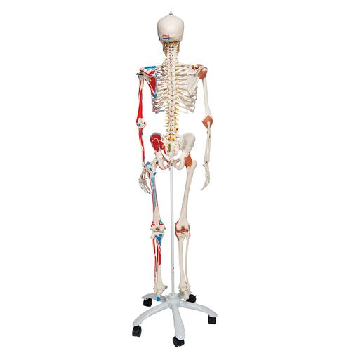 Esqueleto Sam A13 - versão de luxo em suporte de metal com 5 rolos, 1020176 [A13], Modelo de esqueleto - tamanho natural