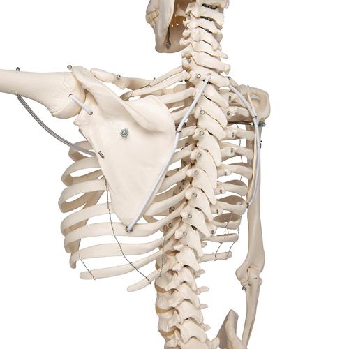 Esqueleto Phil A15/3, o esqueleto fisiológico em metal de suspensão de metal com 5 rolos, 1020179 [A15/3], Modelo de esqueleto - tamanho natural