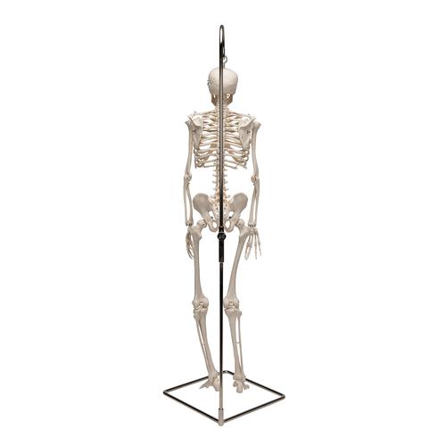 Mini-esqueleto „Shorty“, suspenso em tripé, 1000040 [A18/1], Modelo de mini-esqueletos