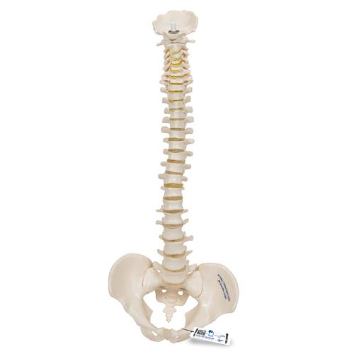 Mini-coluna vertebral, elástica, 1000042 [A18/20], Modelo de mini-esqueletos