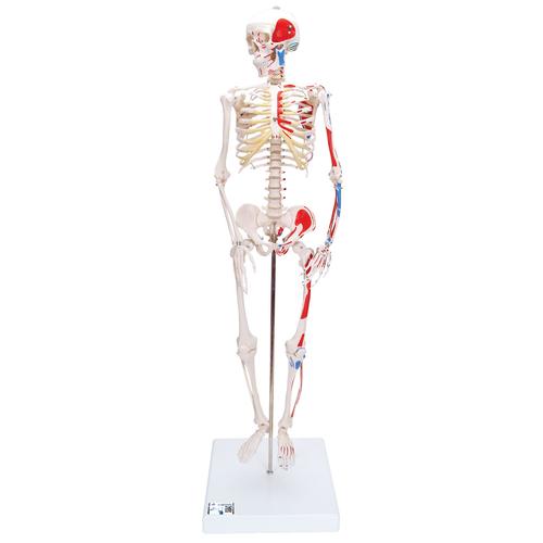 Mini esqueleto „Shorty“ com músculos pintados, sobre base, 1000044 [A18/5], Modelo de mini-esqueletos