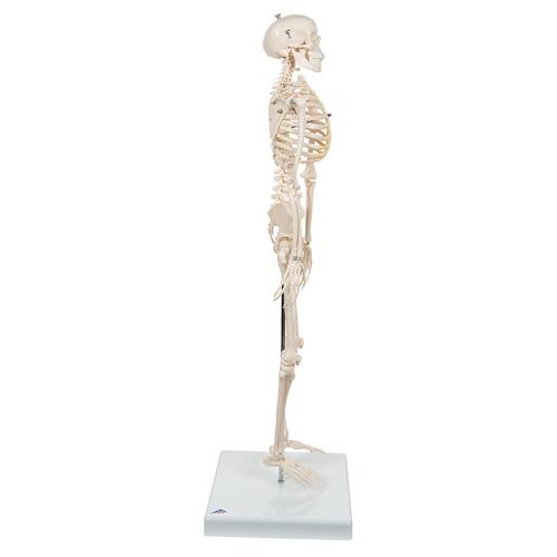 Mini-esqueleto „Shorty“, sobre base, 1000039 [A18], Modelo de mini-esqueletos