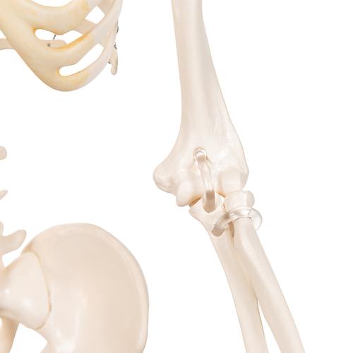 Mini-esqueleto „Shorty“, sobre base, 1000039 [A18], Modelo de mini-esqueletos
