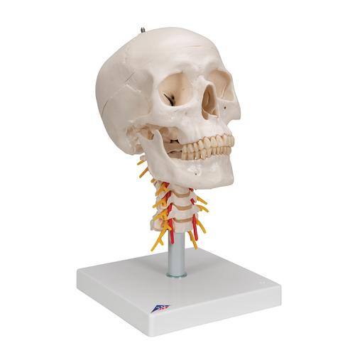 Crânio montado sobre a coluna cervical, 4 peças, 1020160 [A20/1], Modelo de crânio