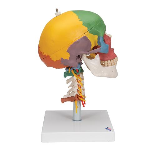 Crânio didático montado sobre a coluna cervical, 4 peças, 1020161 [A20/2], Modelo de crânio