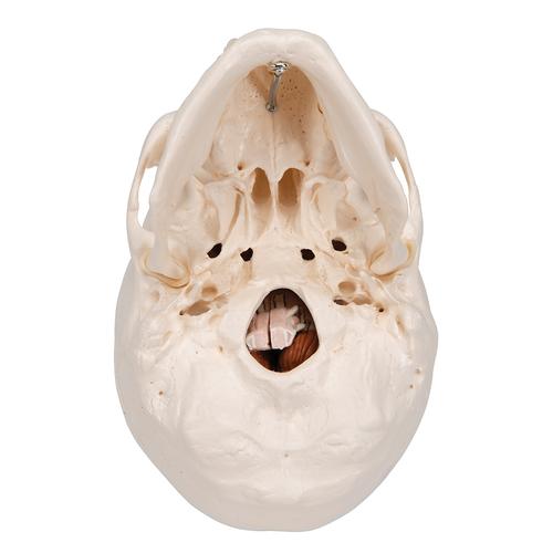 Crânio com encéfalo, 8 peças, 1020162 [A20/9], Modelo de crânio