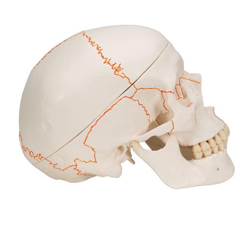 Crânio clássico com estruturas, 1020165 [A21], Modelo de crânio