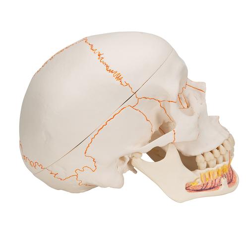 Crânio clássico com mandíbula aberta, 3 peças, 1020166 [A22], Modelo de crânio