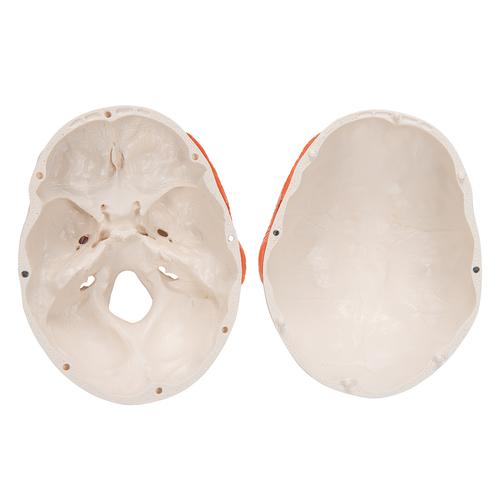 Crânio clássico com músculos de mastigação, 2 peças, 1020169 [A24], Modelo de crânio