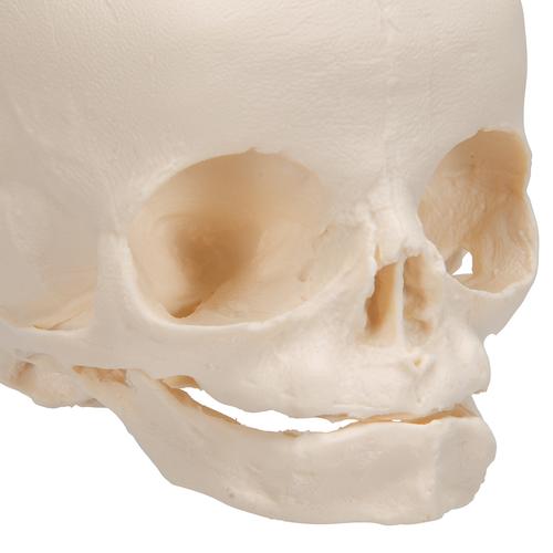 Crânio de feto, montado sobre um suporte, 1000058 [A26], Modelo de crânio