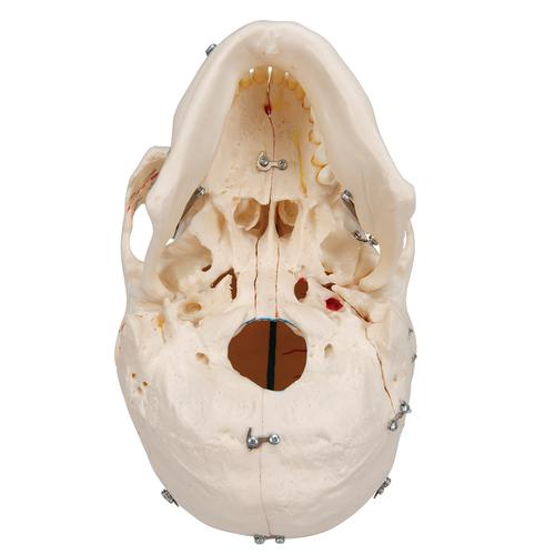 Crânio de luxo para fins de demonstração, 10 peças, 1000059 [A27], Modelo de crânio