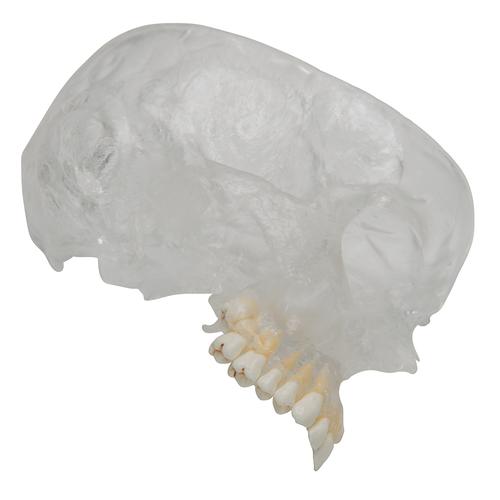 BONElike Crânio – versão combinada transparente/ósseo, 8 peças, 1000063 [A282], Modelo de crânio