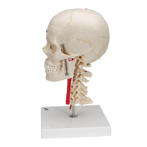 BONElike Crânio - versão de luxo para fins didáticos, 7 peças, 1000064 [A283], Modelo de coluna vertebral