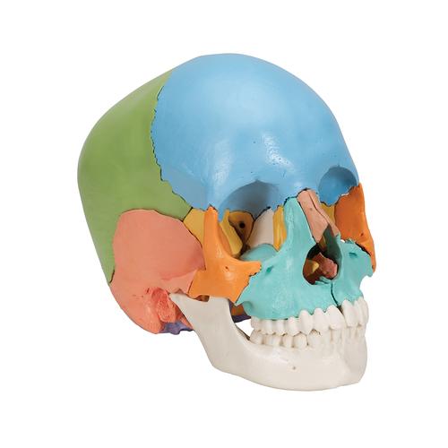 Crânio explodido 3B Scientific® - 22 partes - cores didáticas, 1023540 [A291], Modelo de crânio