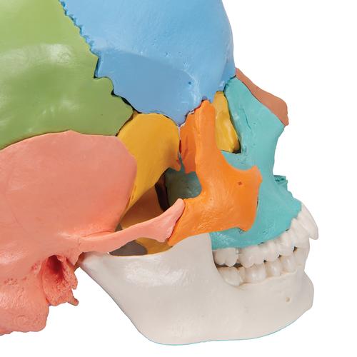 Crânio explodido 3B Scientific® - 22 partes - cores didáticas, 1023540 [A291], Modelo de crânio