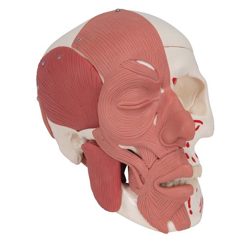 Crânio com músculos faciais, 1020181 [A300], Modelo de crânio