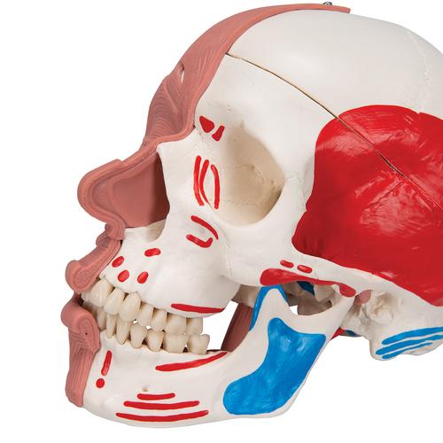 Crânio com músculos faciais, 1020181 [A300], Modelo de crânio