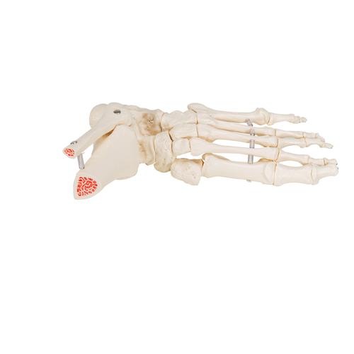 Esqueleto do pé com parte da tíbia e fíbula, com montagem flexível, 1019358 [A31/1], Modelos de esqueletos da perna e pé