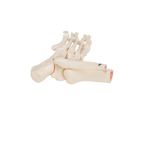 Esqueleto do pé com parte da tíbia e fíbula, com montagem flexível, 1019358 [A31/1], Modelos de esqueletos da perna e pé