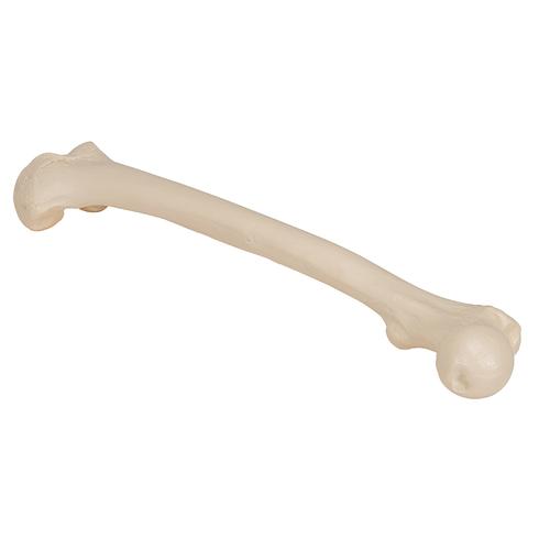 Fêmur, 1019360 [A35/1], Modelos de esqueletos da perna e pé
