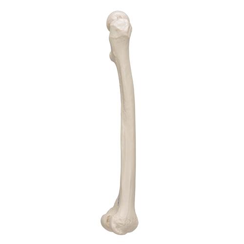 Fêmur, 1019360 [A35/1], Modelos de esqueletos da perna e pé