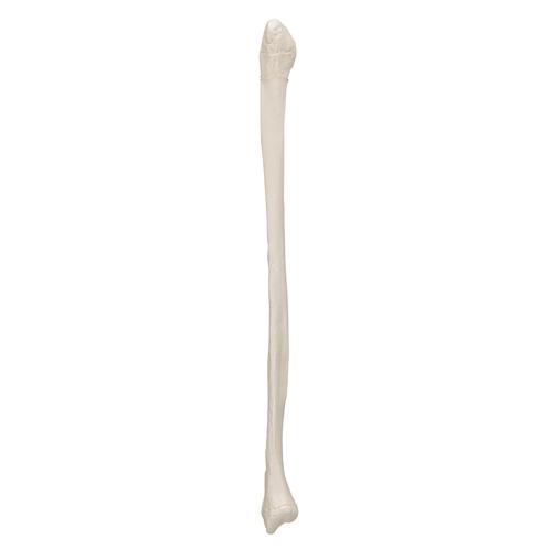 Fíbula, 1019364 [A35/4], Modelos de esqueletos da perna e pé