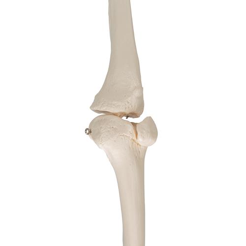 Esqueleto da perna, 1019359 [A35], Modelos de esqueletos da perna e pé
