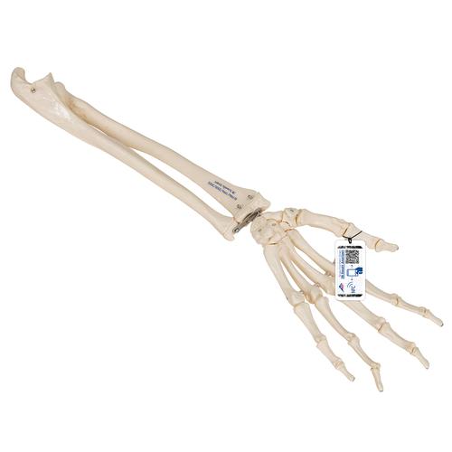Esqueleto da mão, com parte da ulna e do radio, com montagem flexível, 1019369 [A40/3], Modelos de esqueletos do braço e mão