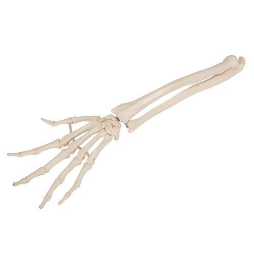 Esqueleto da mão, com parte da ulna e do radio, com montagem flexível, 1019369 [A40/3], Modelos de esqueletos do braço e mão