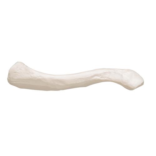 Clavícula, 1019376 [A45/5], Modelos de ossos individuais
