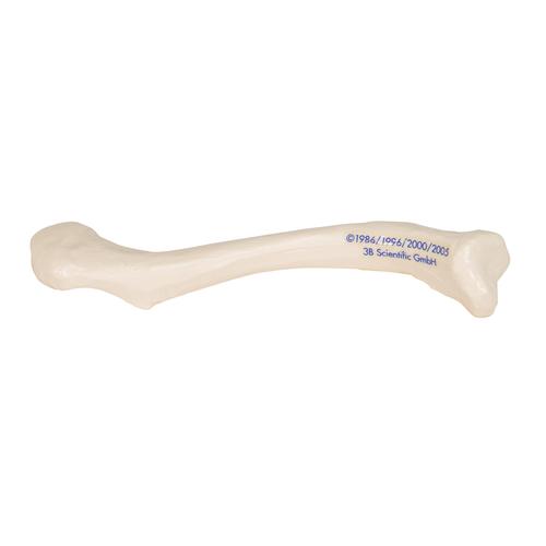 Clavícula, 1019376 [A45/5], Modelos de ossos individuais