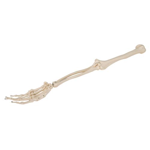 Esqueleto do Braço, 1019371 [A45], Modelos de esqueletos do braço e mão