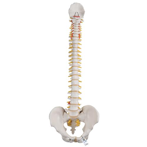 Coluna clássica flexível, 1000121 [A58/1], Modelo de coluna vertebral