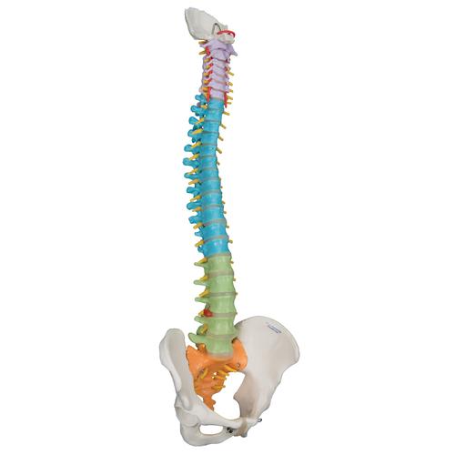 Coluna didática flexível, 1000128 [A58/8], Modelo de coluna vertebral