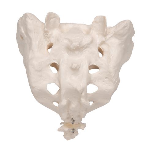 Sacro e Cóccix, 1000139 [A70/6], Modelos de vértebras