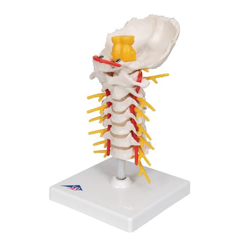 Coluna vertebral cervical, 1000144 [A72], Modelos de vértebras