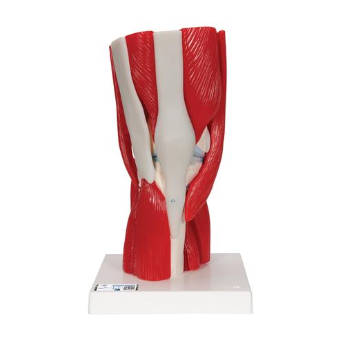 Junta do joelho, 12 partes, 1000178 [A882], Modelo de musculatura