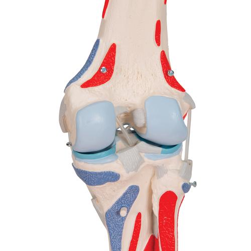 Junta do joelho, 12 partes, 1000178 [A882], Modelo de musculatura