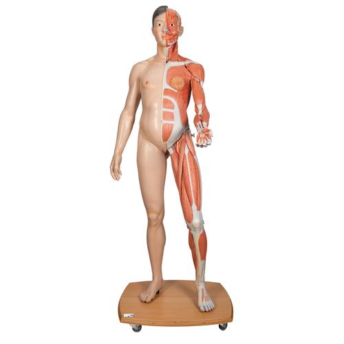 3B Scientific® Modelo asiático de corpo inteiro masculino e feminino, com 39 peças, 1000208 [B52], Modelo de musculatura