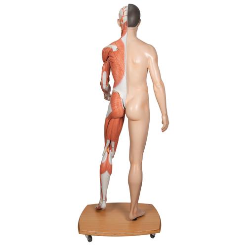 3B Scientific® Modelo asiático de corpo inteiro masculino e feminino, com 39 peças, 1000208 [B52], Modelo de musculatura