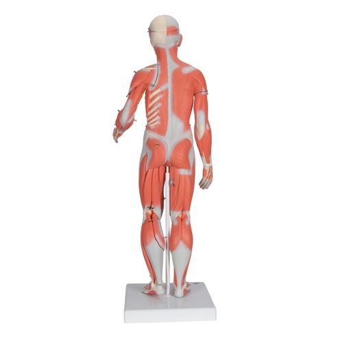 Figura muscular masculina e feminina e órgãos internos, 33 partes, 1019231 [B55], Modelo de musculatura